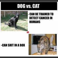 dog vs. cat